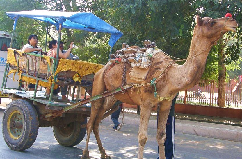 camel transport, Agra