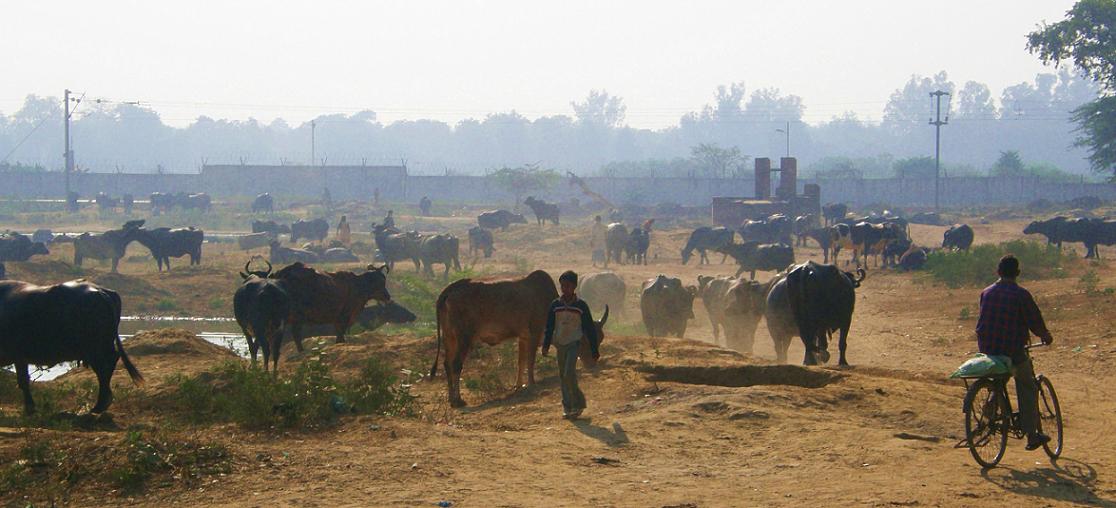 watering hole, Agra