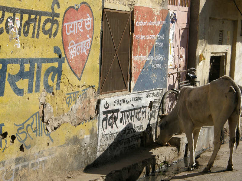 cow, back streets of Amber
