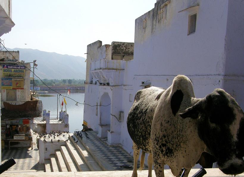 steps leading down to the ghats, Pushkar