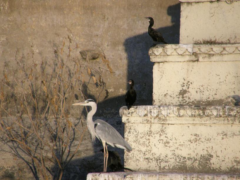 heron, Lake Picchola, Udaipur
